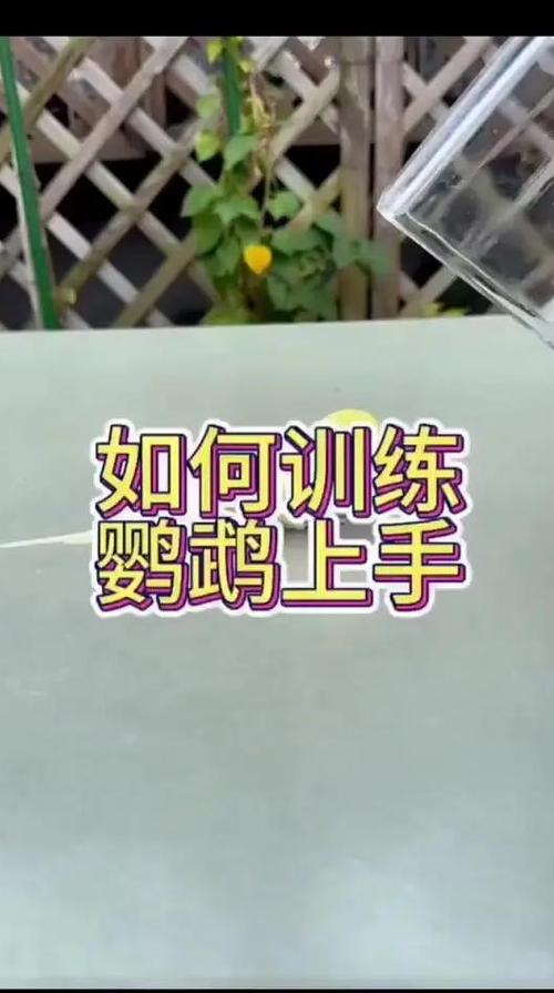 鹦鹉上手教程