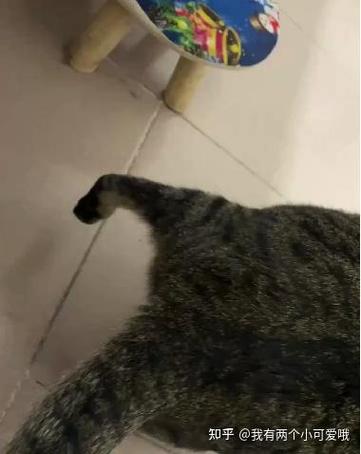 猫咪会装瘸吗