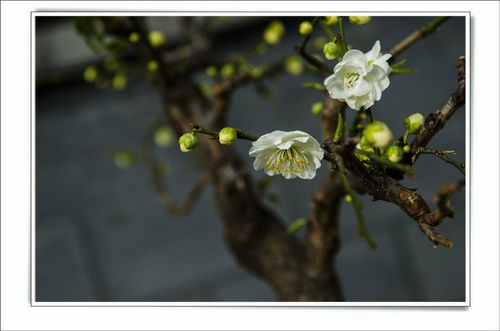 梅花视频素材