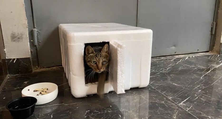 泡沫箱做猫窝好还是纸箱好