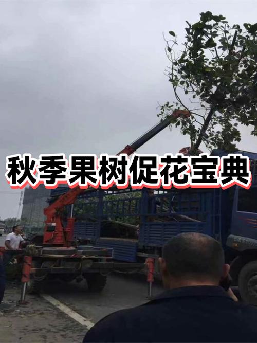 河南适合种植什么果树
