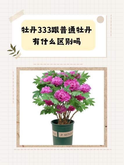 牡丹三个三和普通牡丹有什么区别