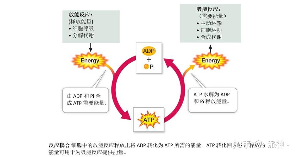 atp的能量主要储存在哪里