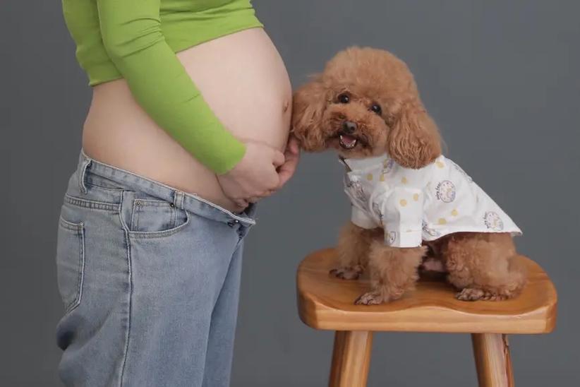 养狗怀孕大忌三个
