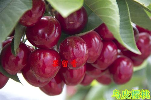 中国小樱桃