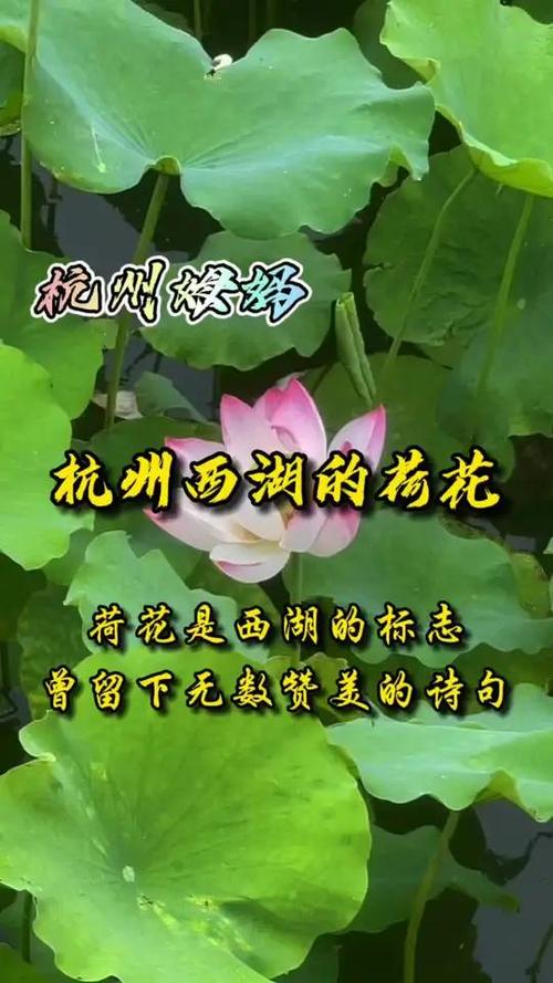 一句话赞美西湖