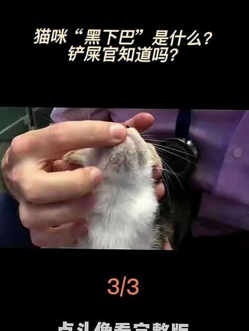 猫下巴发黑是怎么回事