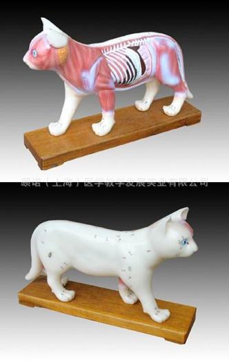 猫医学