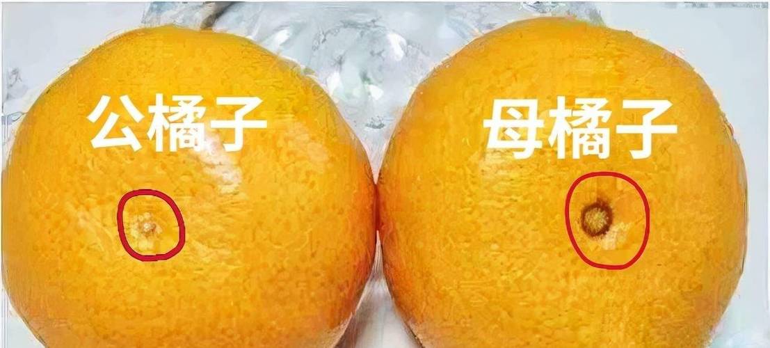 橘子橙子怎么读