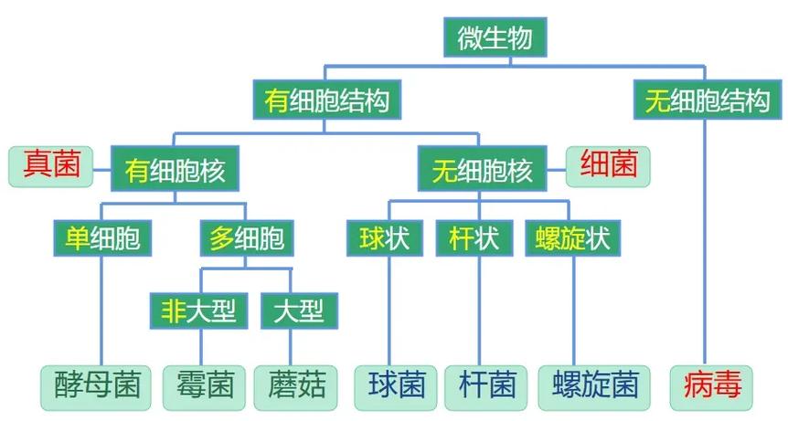 真菌,细菌和病毒的区别