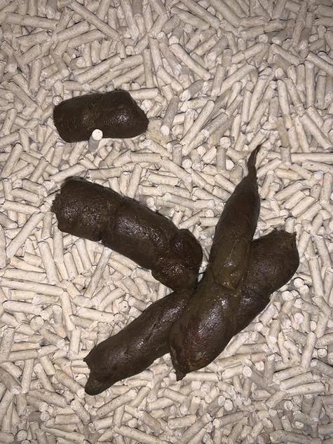 猫咪拉屎为什么那么臭
