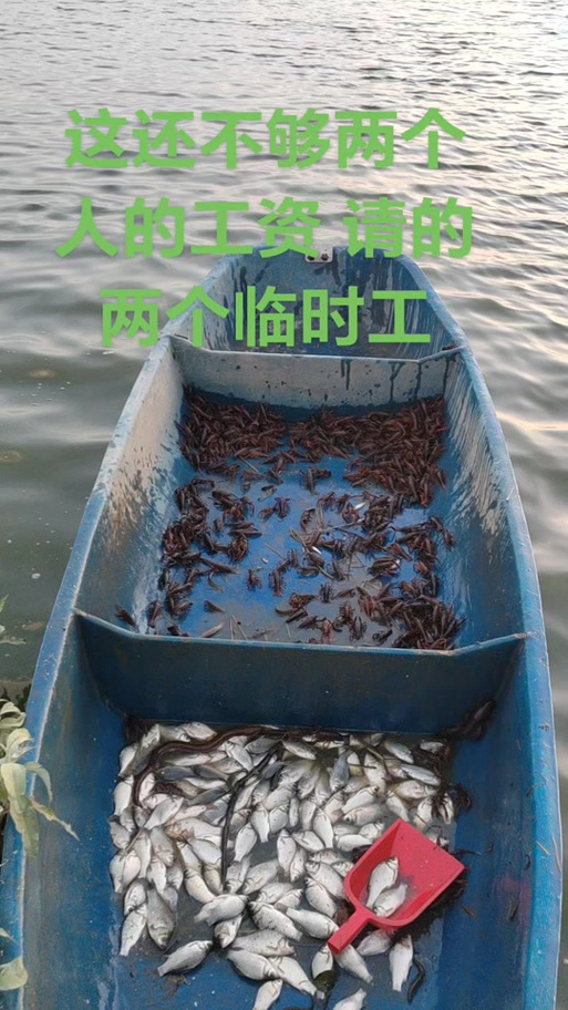 强哥养鱼赚钱下载