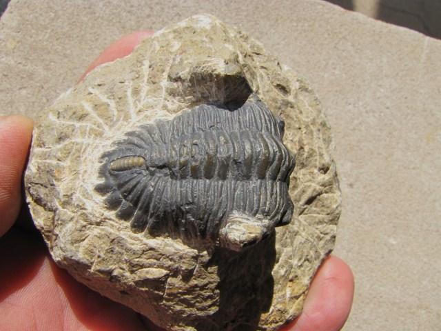 Metacanthina