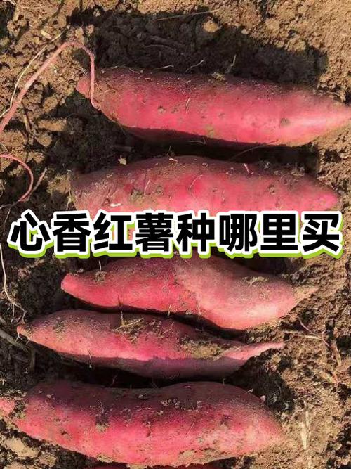番薯在电商中的含义