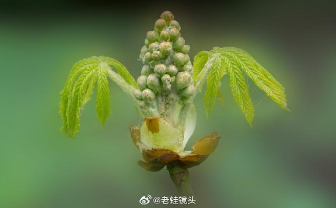 老蛙90微距值得买么