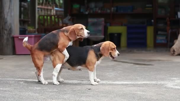 有关狗狗的视频截图