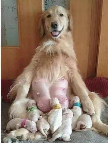 小狗的哺乳期有多长