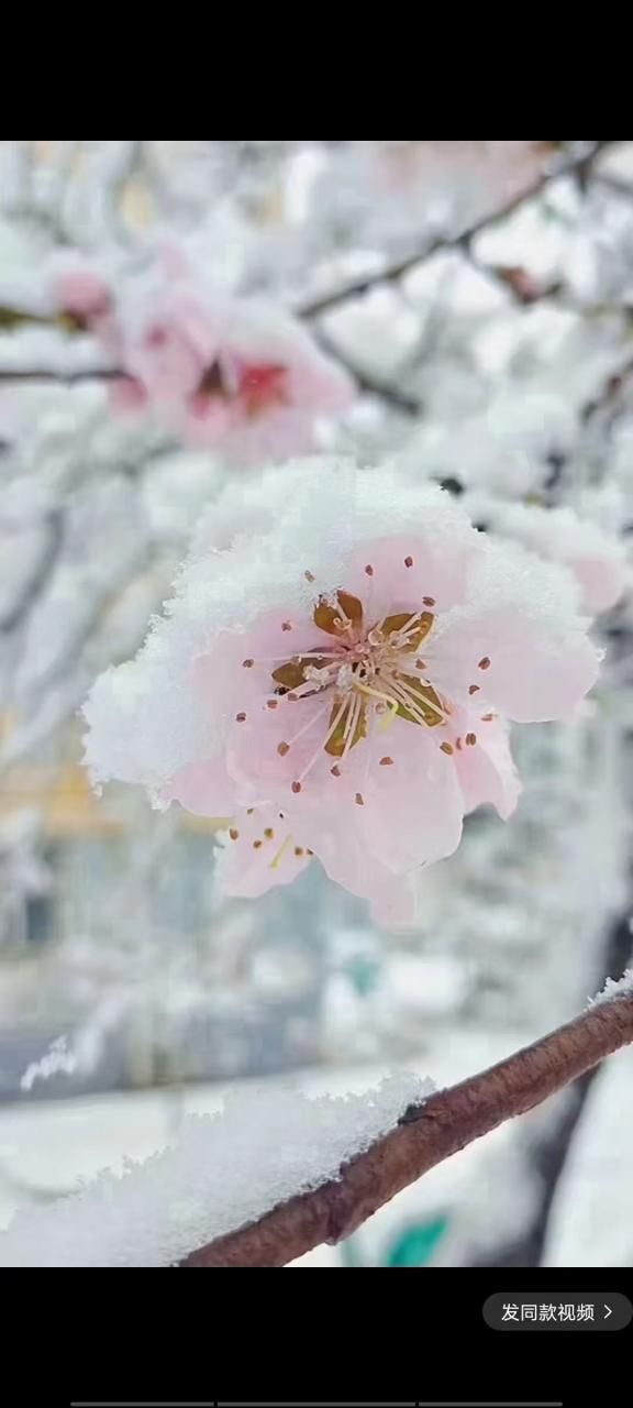 春天的雪叫雪什么
