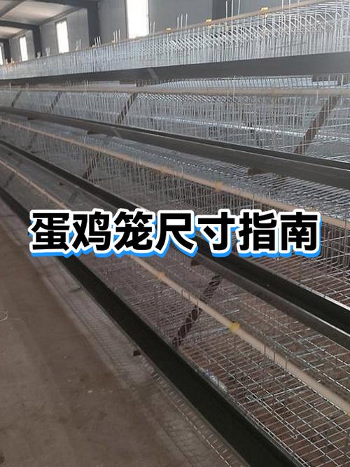 鸡笼的最佳尺寸图
