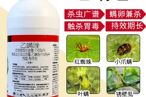 家里的蜘蛛用什么药可以杀死缩略图