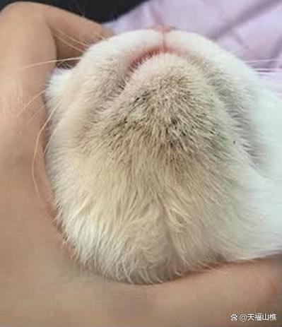 猫下巴那一堆黑点是虫卵吗