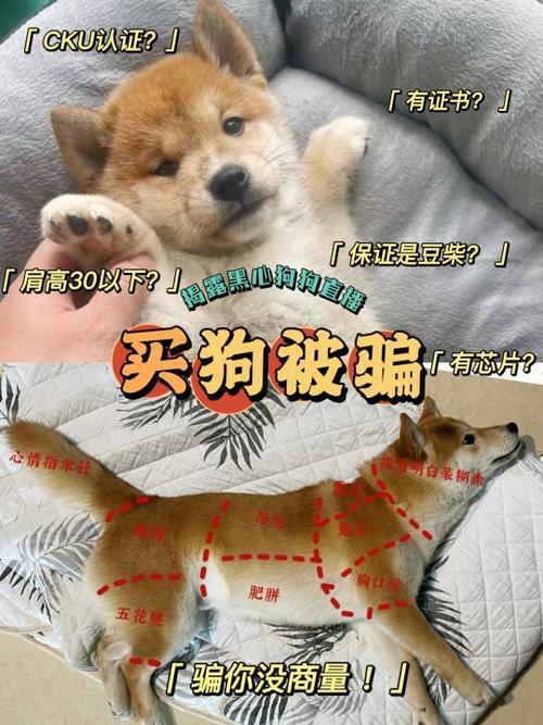 买狗网官网