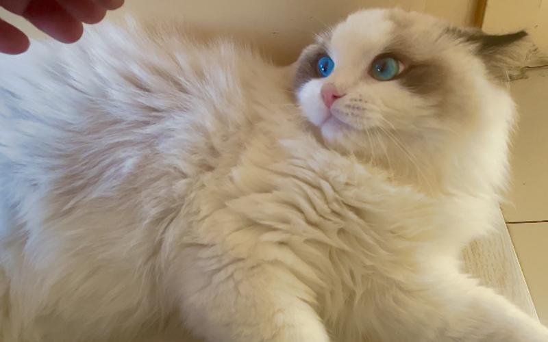 布偶猫软便