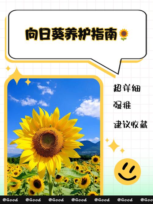 向日葵妈妈怎么推广