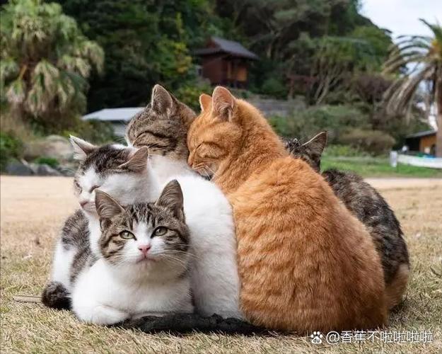 为什么这么多流浪猫