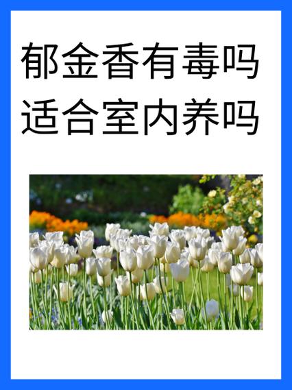 郁金香有什么用处