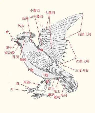 麻雀的器官结构图截图