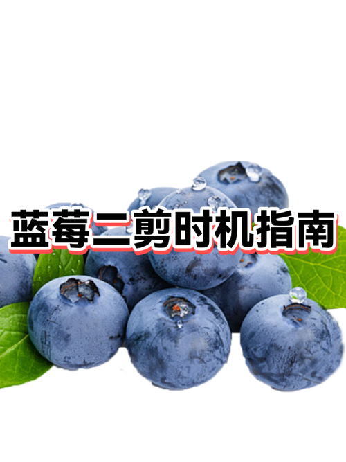 蓝莓的最佳三个吃时间