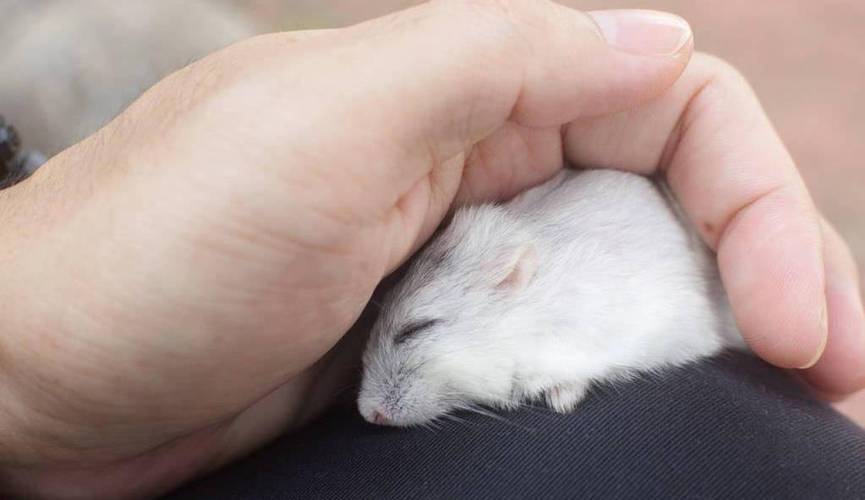 仓鼠死后处理方式