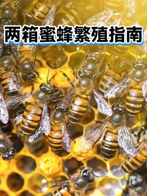 蜜蜂怎样引入蜂箱