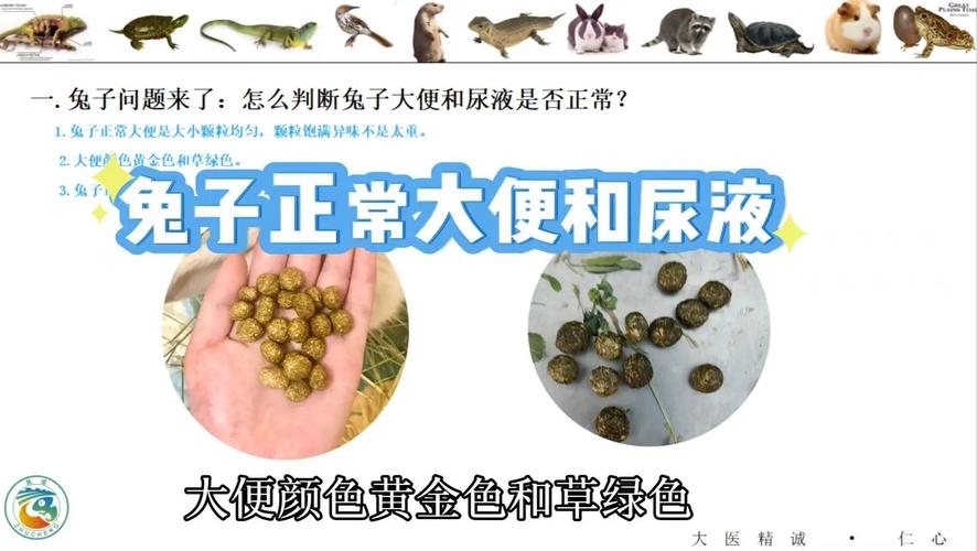 兔子尿液干了白正常吗