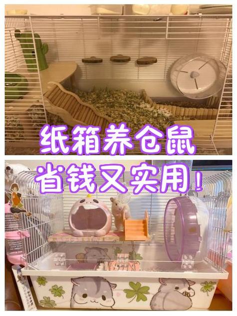 仓鼠可以用纸箱子养吗