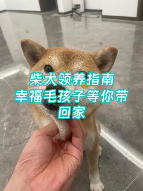 狗狗感到幸福的表现