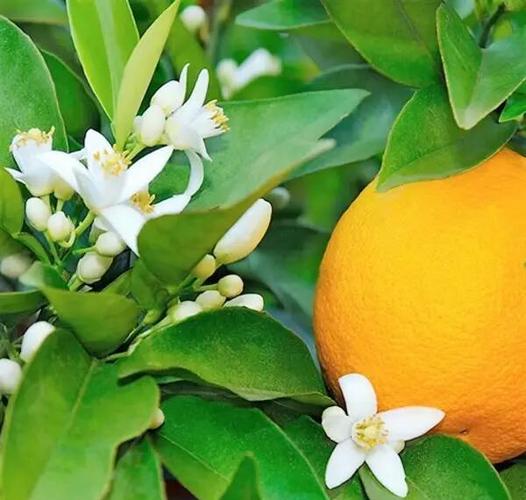 橙光游戏已拥有却还要鲜花缩略图