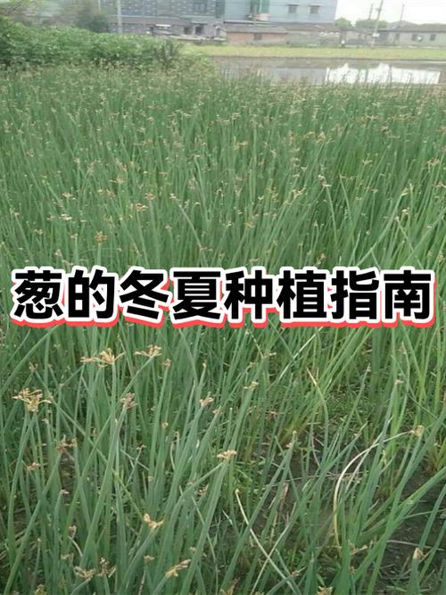 大葱怎么种葱白又白又长
