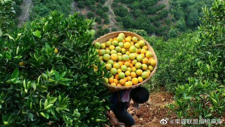卖水果的果霸联盟