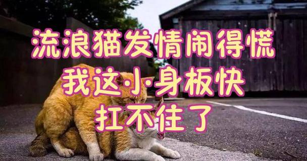 小身板最经典十句话
