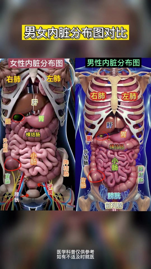 男人内脏分布图图片