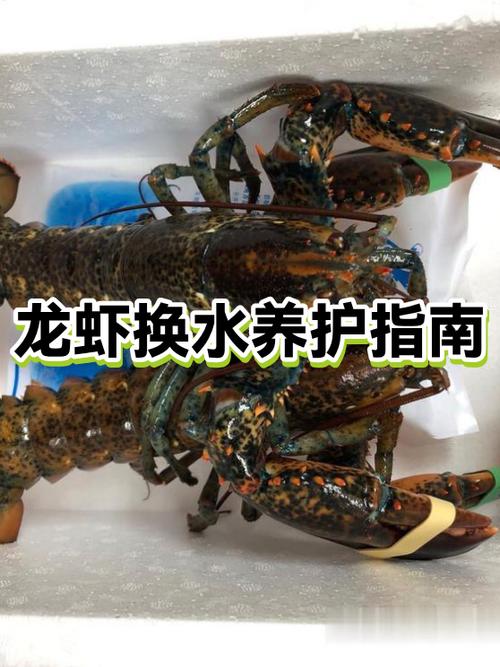 网上养龙虾怎么赚钱