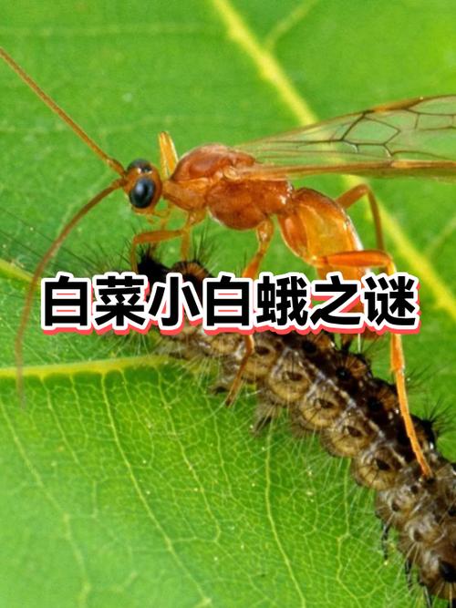 屋里有飞蛾是什么原因缩略图