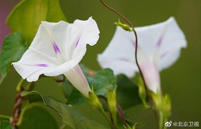 牵牛花哪个季节开花截图