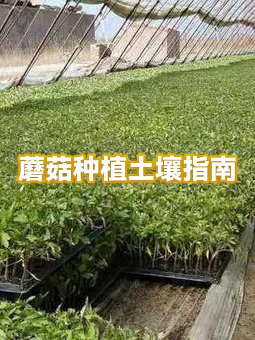 自家蘑菇种植方法截图