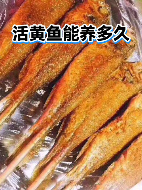 买来的活鱼自己能活多久图标