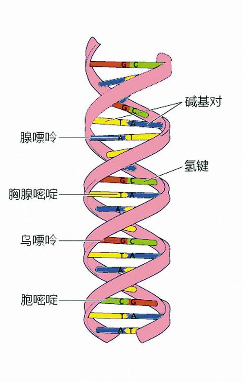 单链dna病毒