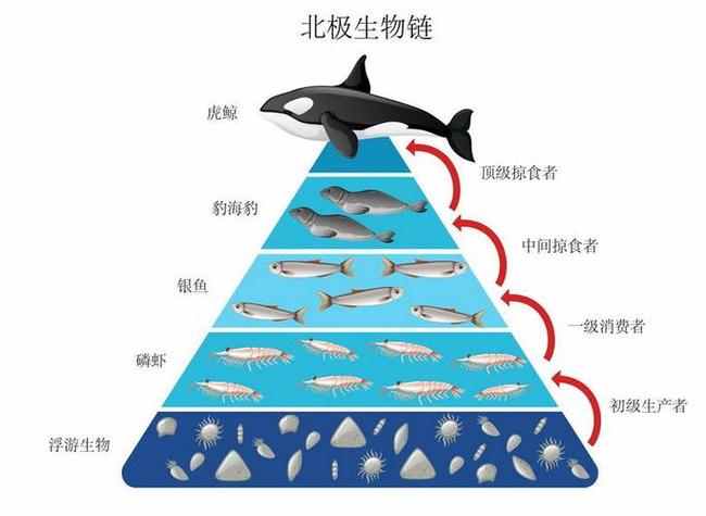 海洋食物链