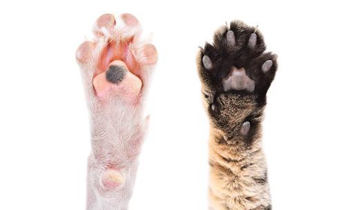 百度是猫爪还是狗爪缩略图